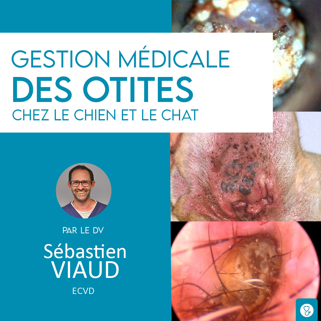 Gestion Medicale Des Otites Chez Le Chien Et Le Chat Les Ateliers Veterinaires By Wizzvet